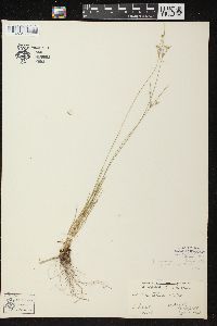 Juncus anthelatus image