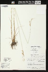 Juncus tenuis image