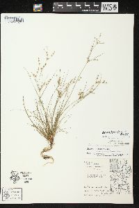 Juncus anthelatus image