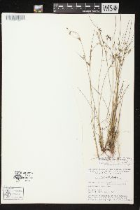 Juncus anthelatus image