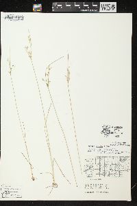 Juncus anthelatus image