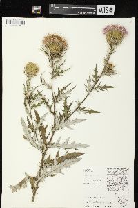 Cirsium discolor image