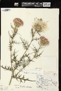 Cirsium discolor image