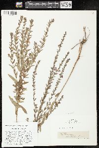 Lythrum alatum var. alatum image