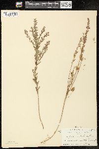 Lythrum alatum var. alatum image