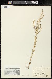 Lythrum alatum var. alatum image