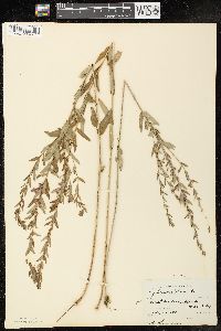 Lythrum alatum var. alatum image