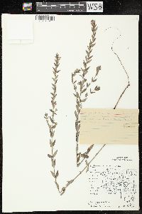 Lythrum alatum var. alatum image