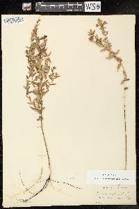 Lythrum alatum var. alatum image