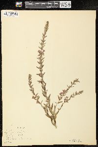 Lythrum alatum var. alatum image