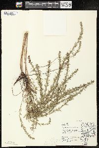 Lythrum alatum var. alatum image