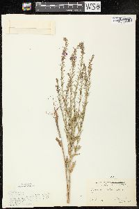 Lythrum alatum var. alatum image