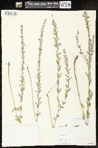 Lythrum alatum var. alatum image