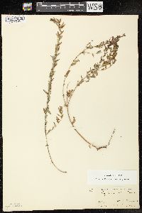 Lythrum alatum var. alatum image