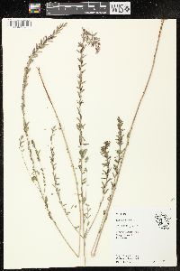 Lythrum alatum var. alatum image