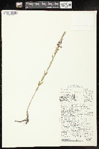 Lythrum alatum var. alatum image