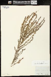 Lythrum alatum var. alatum image