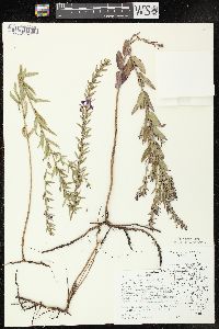 Lythrum alatum var. alatum image