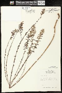 Lythrum alatum var. alatum image