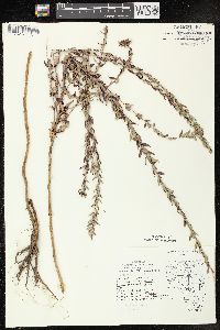 Lythrum alatum var. alatum image