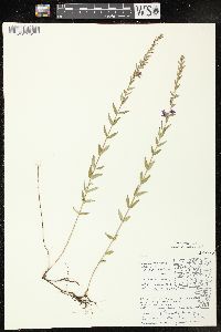 Lythrum alatum var. alatum image