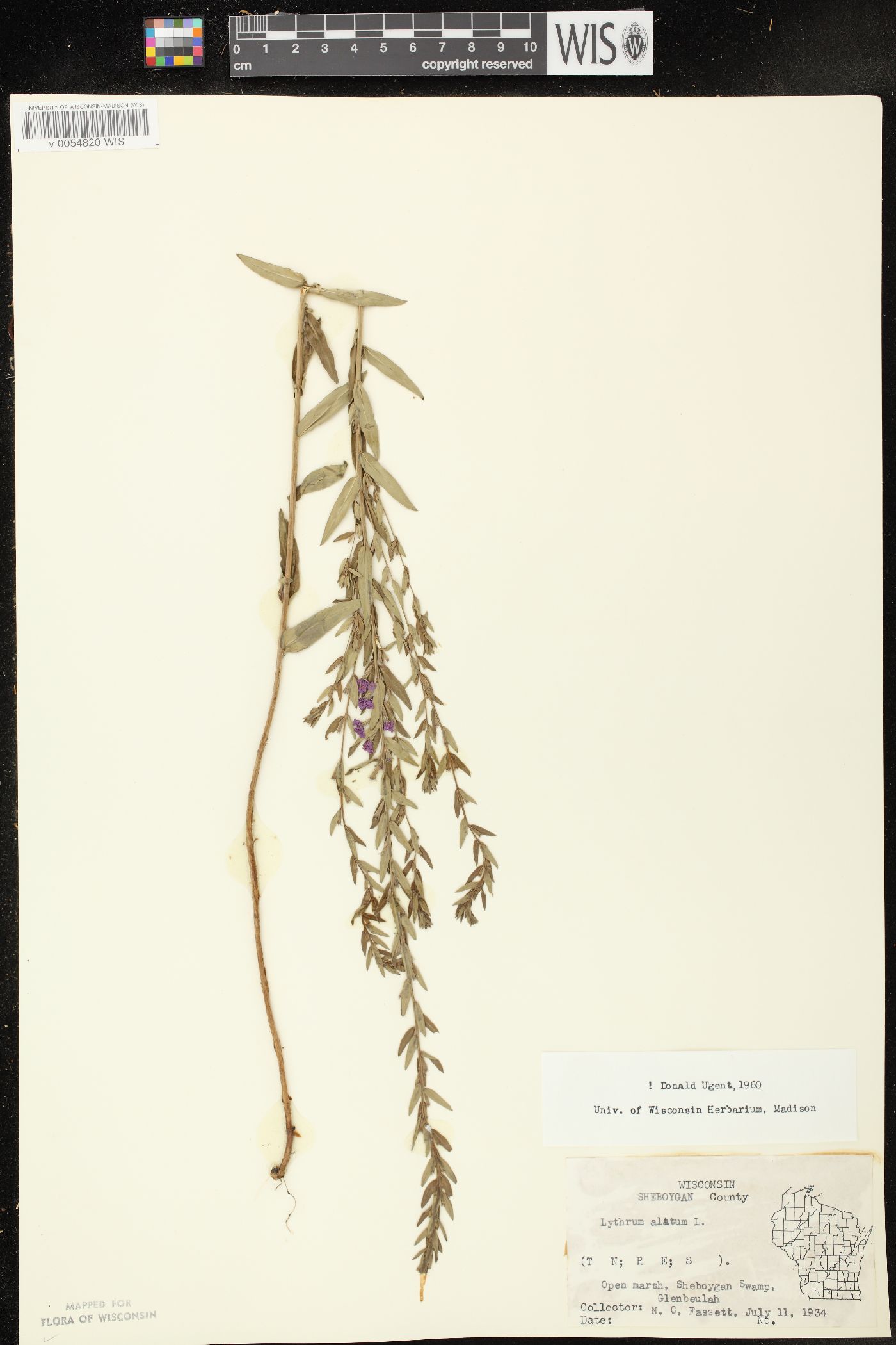 Lythrum alatum var. alatum image