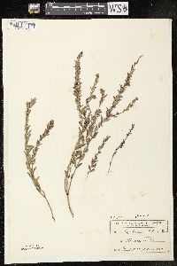 Lythrum alatum var. alatum image