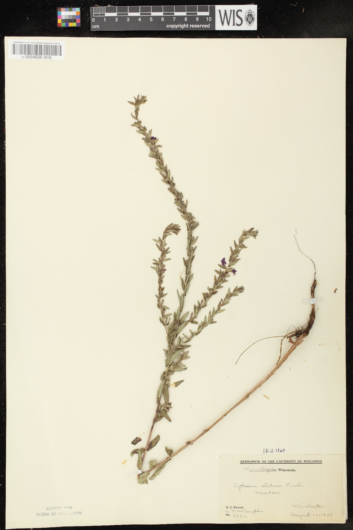 Lythrum alatum var. alatum image