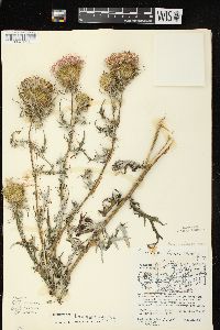 Cirsium discolor image