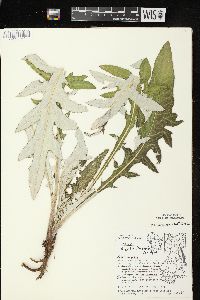 Cirsium discolor image