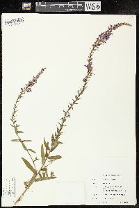 Lythrum salicaria image