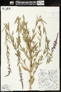 Lythrum salicaria image