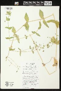 Stellaria aquatica image