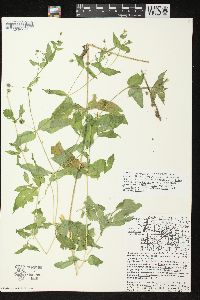 Stellaria aquatica image