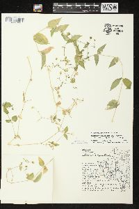 Stellaria aquatica image