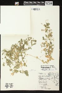 Stellaria aquatica image