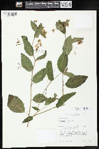 Impatiens pallida image