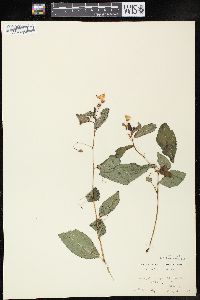 Impatiens pallida image