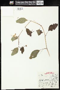 Impatiens pallida image