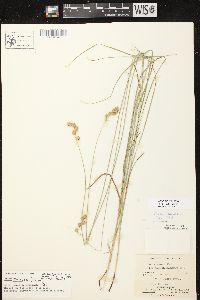 Carex tenera image