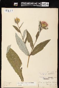 Cirsium altissimum image