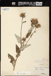 Cirsium altissimum image