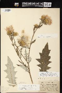 Cirsium altissimum image