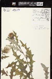 Cirsium altissimum image