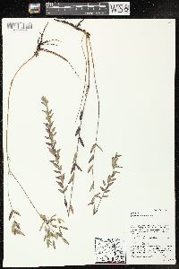 Lythrum alatum var. alatum image