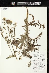 Cirsium muticum image