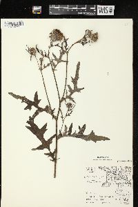 Cirsium muticum image