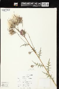 Cirsium muticum image