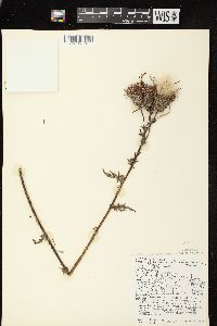 Cirsium muticum image