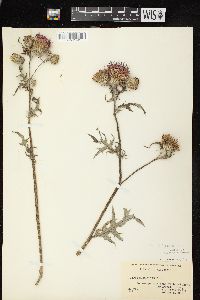 Cirsium muticum image